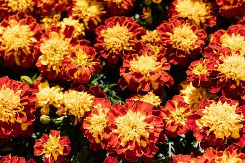 Orange and red marigold, Tagetes. flower background. Stock Photos