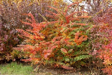 Orange and red multi-colored bush leaves closeup in autumn Stock Photos