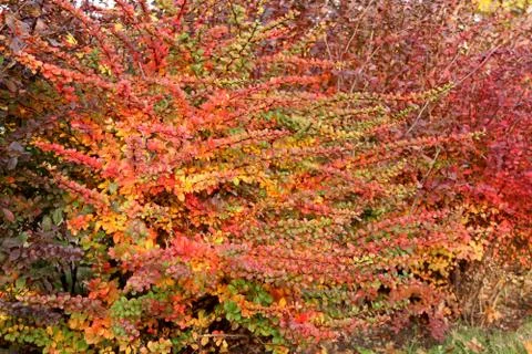 Orange and red multi-colored bush leaves closeup in autumn Stock Photos