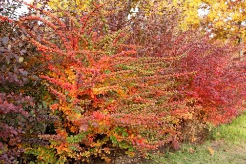 Orange and red multi-colored bush leaves closeup in autumn Stock Photos