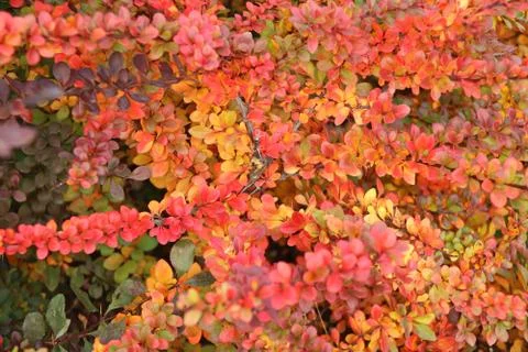 Orange and red multi-colored bush leaves closeup in autumn Stock Photos