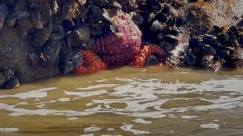 Orange and Red Starfish in waves Stockbeeldmateriaal 237200396