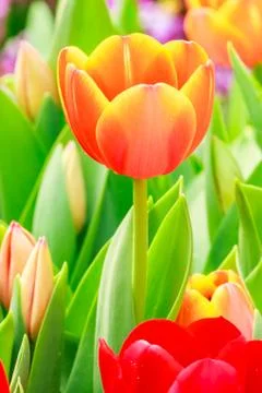 Orange and red tulip Stock Photos