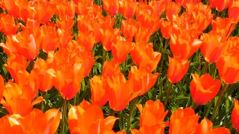 Orange and red tulips Stock Footage 75070375