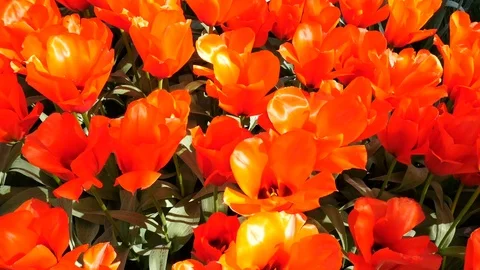 Orange and red tulips Stock Footage 75071005