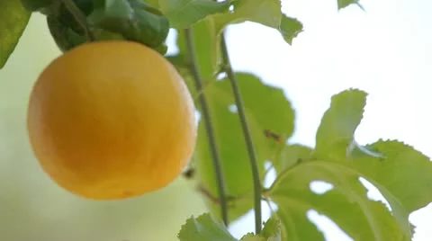 Orange and vines 2 스톡 동영상 10723546