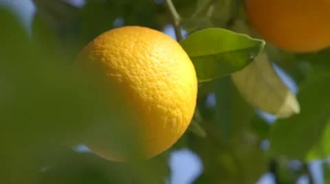 Orange and vines 스톡 동영상 10723892