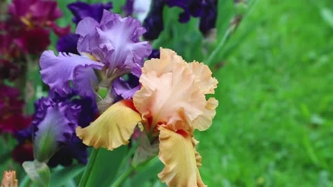 Orange and violet iris flowers blown by wind in garden in sunny day. Stock Footage 133725648