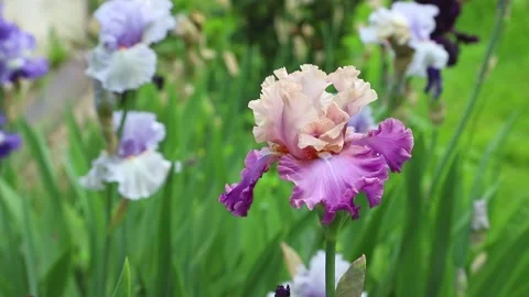 Orange and violet multicolored iris flower blown by wind in garden in sunny day. Stock Footage 133725678