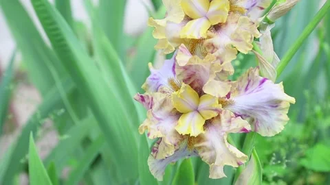 Orange and violet multicolored iris flower blown by wind in garden in sunny day. Stock Footage 133725778