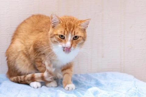 An orange and white cat, amusingly, has its tongue hanging out Stock Photos