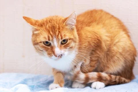 An orange and white cat, amusingly, has its tongue hanging out Stock Photos