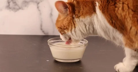 Orange and white Cat Drinking Milk very fast from glass bowl Stock Footage 125452180
