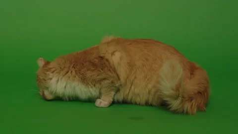 Orange and white cat eating food Stock Footage 146013803