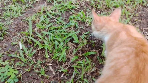 Orange and white cat Stock Footage 309951036
