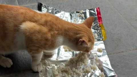 Orange and white cat intently enjoying a meal Video stock 312587469