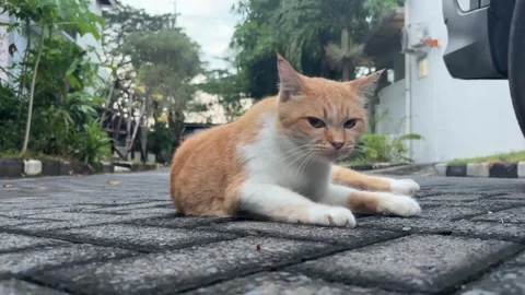 Orange and White Cat Lick their Body Stock Footage 311575951