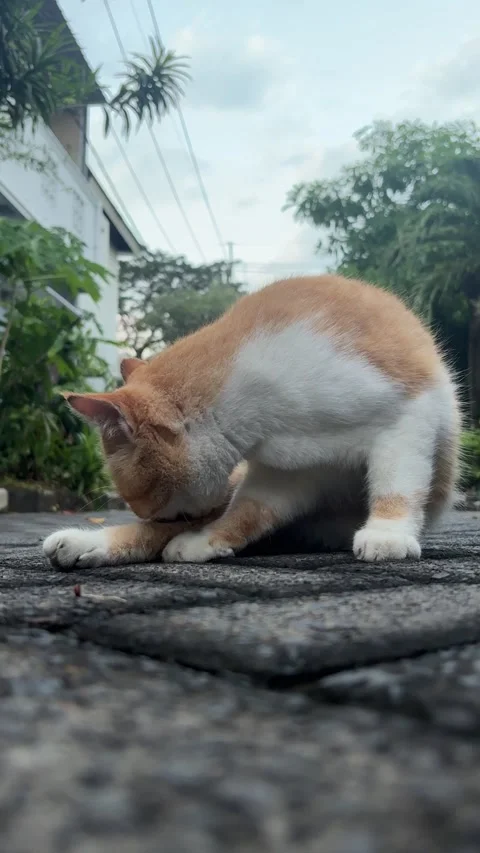 Orange and White Cat Lick their Body Stock Footage 311575980