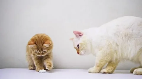 Orange and white cat playing together Stock Footage 247828038