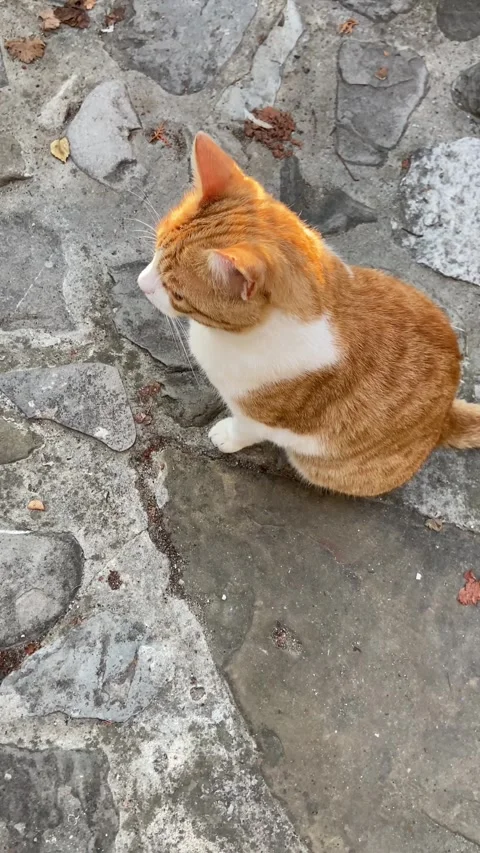 An orange and white cat sitting on a cobblestone surface. The cat’s mouth is ope Stock Footage 293103470