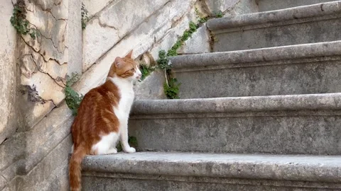 Orange and white cat sitting on stone steps outdoors Stock Footage 345259899