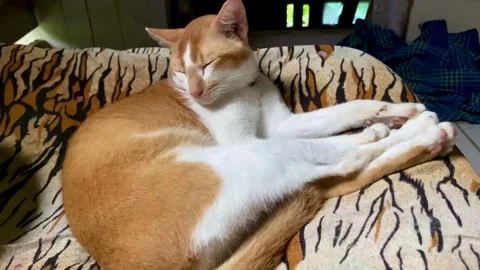 Orange and White Cat Sleeping Peacefully on a Blanket Stock Footage 291333128