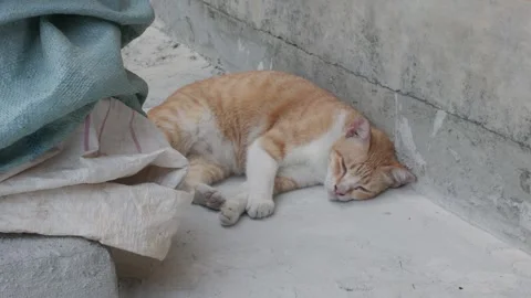 Orange and White Cat Sleeping Beside Concrete Wall Stock Footage 343905345