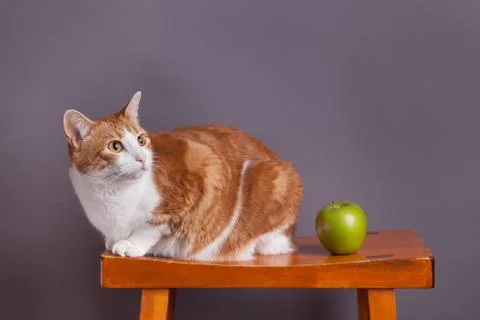 Orange and white cat in studio with a green apple Stock Photos