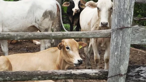 Orange and white cows on the farm. Cows inside the fence, Dairy and agricultural Stock Footage 166186553