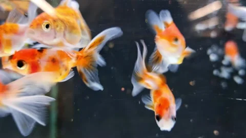 Orange and white decorative fish swim in pet store aquarium on dark background Video stock 323393316