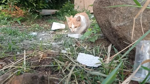 Orange and White Kitten Eating Food Outdoors in Urban Area Morning Stock Footage 327693466