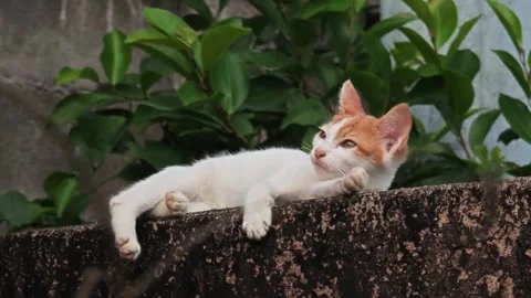 Orange and white kitten looking away. Vídeo Stock 341258830