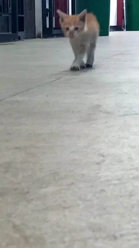Orange and White Kitten Walking Closer — Vertical Close Up 库存影片 340888528