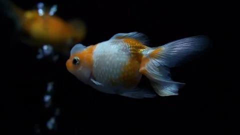 Orange and white Oranda goldfish swim in tank black water background Video stock 106942714