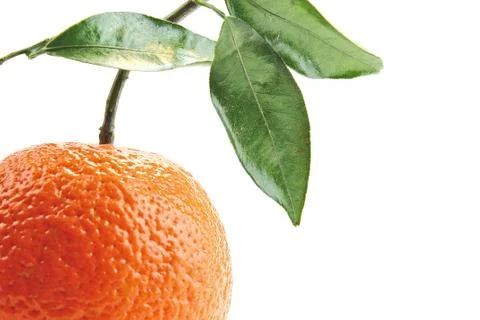 Orange and white Stock Photos