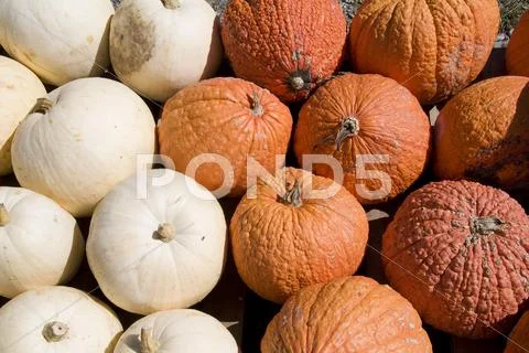 Orange and white pumpkin background Stock Photos