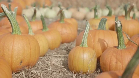 Orange and white pumpkins lined up at the pumpkin patch Stock Footage 139503218