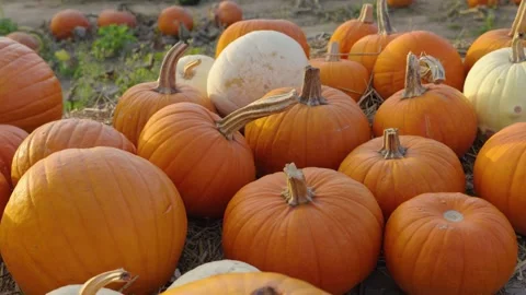 Orange and white pumpkins ready for harvest at a pumpkin patch Stock-Footage 347202272