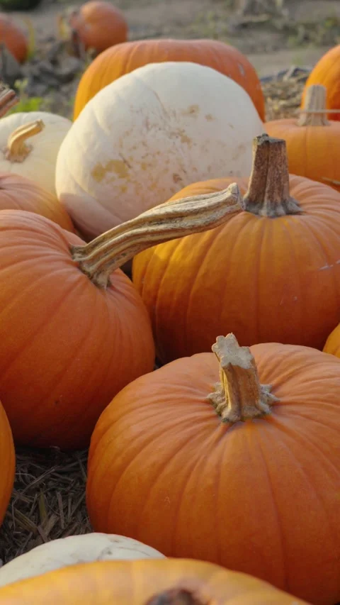 Orange and white pumpkins ready for harvest at a pumpkin patch Stock-Footage 347321101