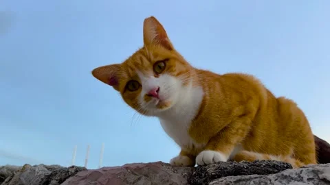 Orange and white stray cat looking at camera on stone wall Stock Footage 342730220