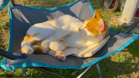 Orange and white stray cat resting on camping chair at sunset Stock Footage 346488048