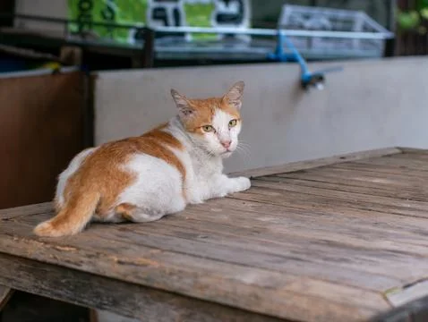 Orange and White Stray Cat Resting on Wooden Table, Alert Street Cat Portrait 스톡 사진