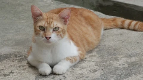Orange and White Tabby Cat Resting Calmly on a Concrete Surface Outdoors Stock Footage 341869166