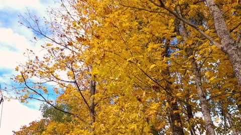 Orange and yellow autumn maple tree branch swaying in the wind at sunny autumnal Stock Footage 246404639