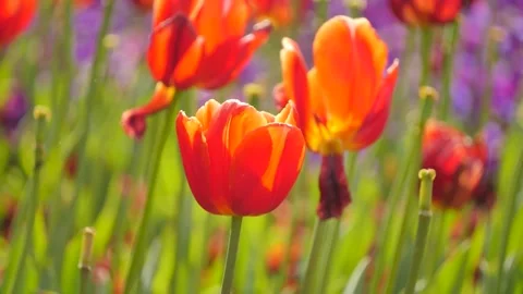 Orange and yellow flowers with stems Stock-Footage 345096013