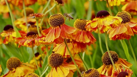 Orange and yellow Helenium flowers Vídeos de archivo 158810258