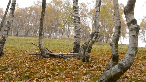 Orange and yellow leaves falling from birches tree in autumn day outdoor Stock Footage 83389765
