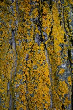 Orange and yellow lichen texture Stock Photos