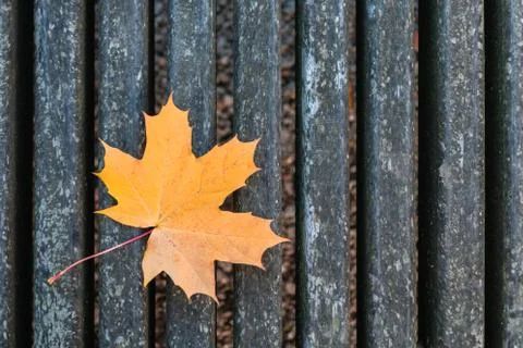 Orange and yellow maple leaf on bench Stock Photos