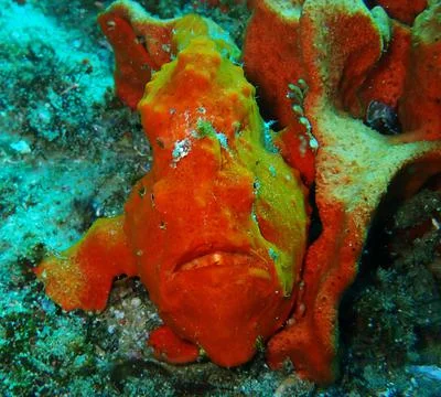 Orange angler fish facing the camera Stock Photos